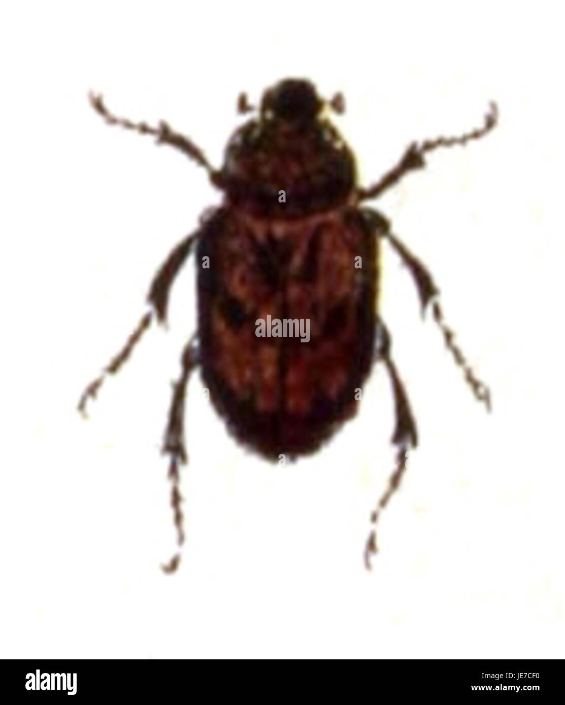 Anisoplia agricola, allgemein bekannt als landwirtschaftlicher Käfer, ist eine Schädlingsart, die Nutzpflanzen befällt. Diese Art zeichnet sich durch ihre starke Fähigkeit aus, landwirtschaftliche Felder, insbesondere in Europa, zu schädigen. Stockfoto