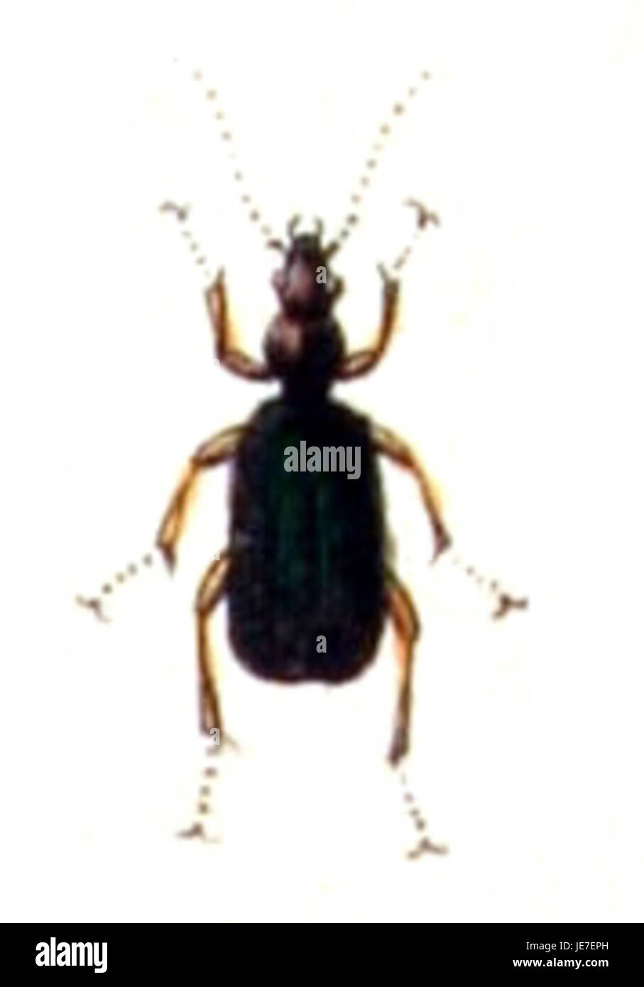 Brachinus crepitans, auch bekannt als Bombardier-Käfer, ist eine Spezies, die für ihren Sprengstoffschutz bekannt ist und ein chemisches Spray produziert, um Raubtiere abzuschrecken. Dieser Käfer ist in verschiedenen Ökosystemen beheimatet. Stockfoto