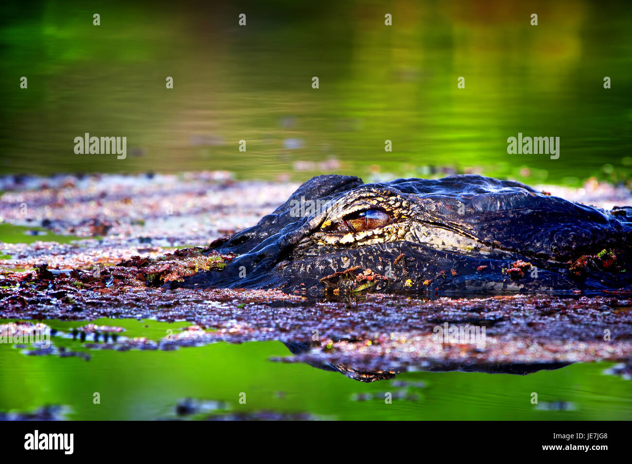 Ein großer Alligator bei Sonnenaufgang in die Everglades. Diese Gator ist ungefähr 13 Fuß und hängt immer an der gleichen Stelle. Wir sind Freunde. Stockfoto