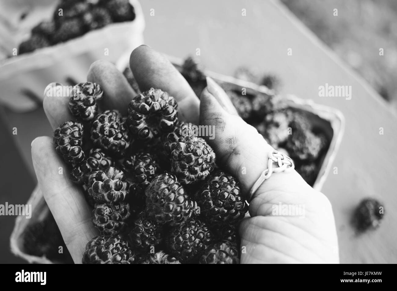 Nahaufnahmen von Hand, die schwarze Himbeeren Stockfoto