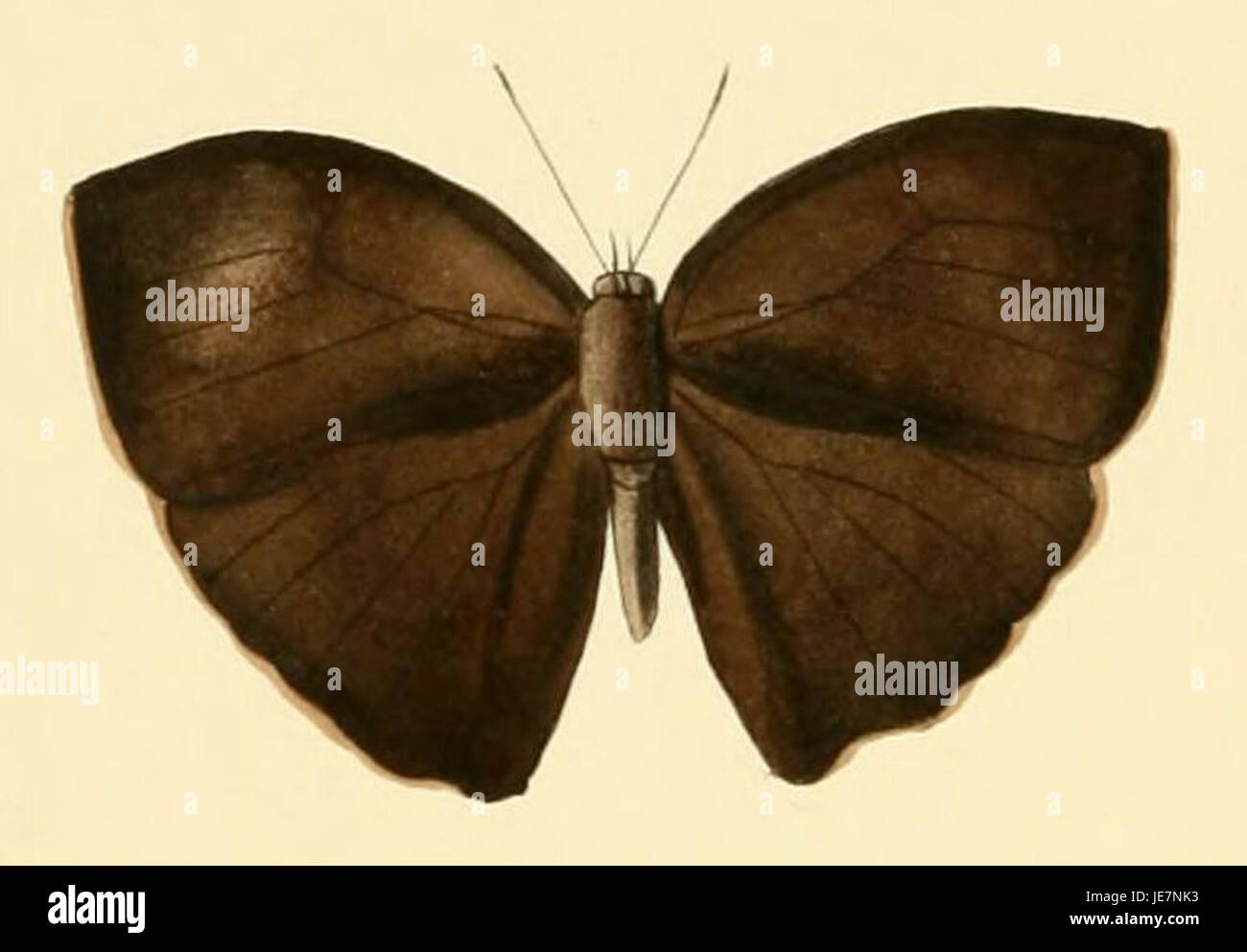 Bicyclus italus, auch bekannt als der buschbraune Schmetterling, ist eine in Teilen Afrikas vorkommende Art von Satyriden. Seine braunen, gemusterten Flügel bieten eine effektive Tarnung in seinem natürlichen Lebensraum. Stockfoto