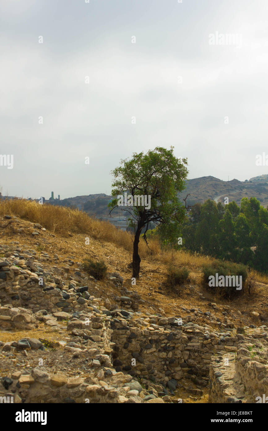 Baum in Zypern Stockfoto