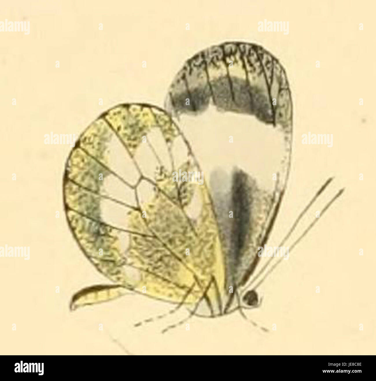 Eine Beschreibung von Dismorphia lysis, einer Schmetterlingsart in Mittel- und Südamerika, die durch ihre weißen Flügel mit schwarzen Markierungen gekennzeichnet ist. Stockfoto