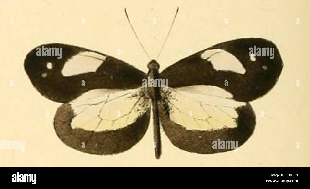 Dismorphia zathoe, auch bekannt als Zathoe White, ist eine Schmetterlingsart aus der Familie der Pieridae, die in Südamerika vorkommt. Der Schmetterling hat markante weiße Flügel mit dunklen Kanten und einem schwarzen Punkt in der Mitte jedes Vorderflügels. Stockfoto