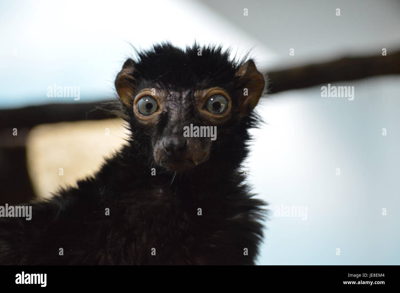 Blue eyed Lemur Stockfoto