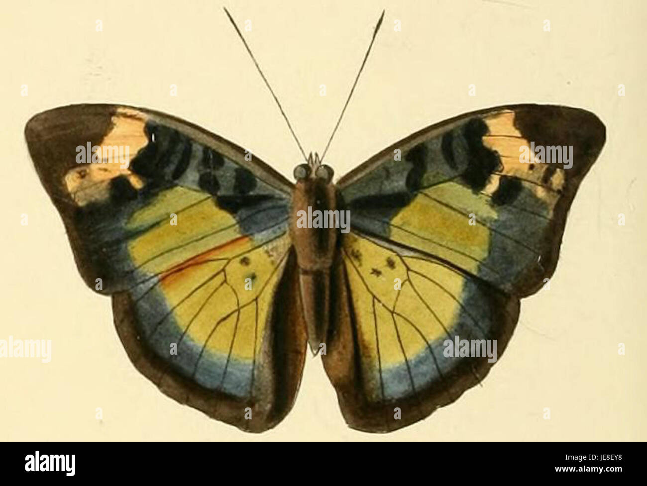 Bebearia eliensis ist eine in Afrika heimische Schmetterlingsart aus der Familie der Nymphalidae. Bekannt für seine auffälligen Muster und Farben, ist es in den tropischen Wäldern West- und Zentralafrikas zu finden. Stockfoto