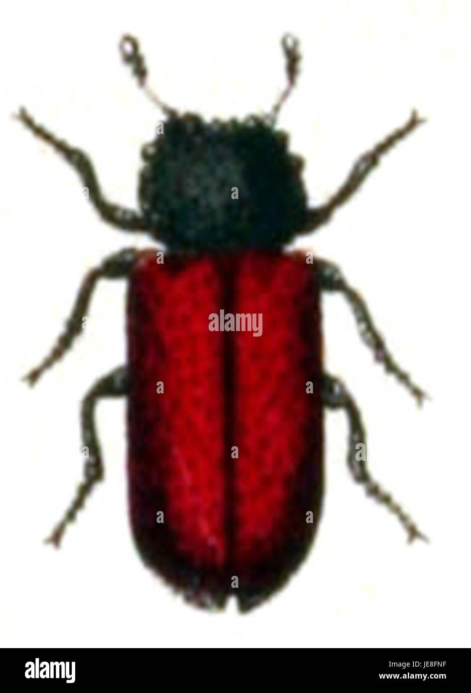 Bostrichus capucinus, auch bekannt als der Kaffeebörkäfer, ist eine Art, die Kaffeepflanzen befällt. Es ist bekannt für seine Fähigkeit, Kaffeepflanzen durch das Ausgraben in die Bohnen zu schädigen, was zu wirtschaftlichen Verlusten in den Kaffeeanbauregionen führt. Stockfoto