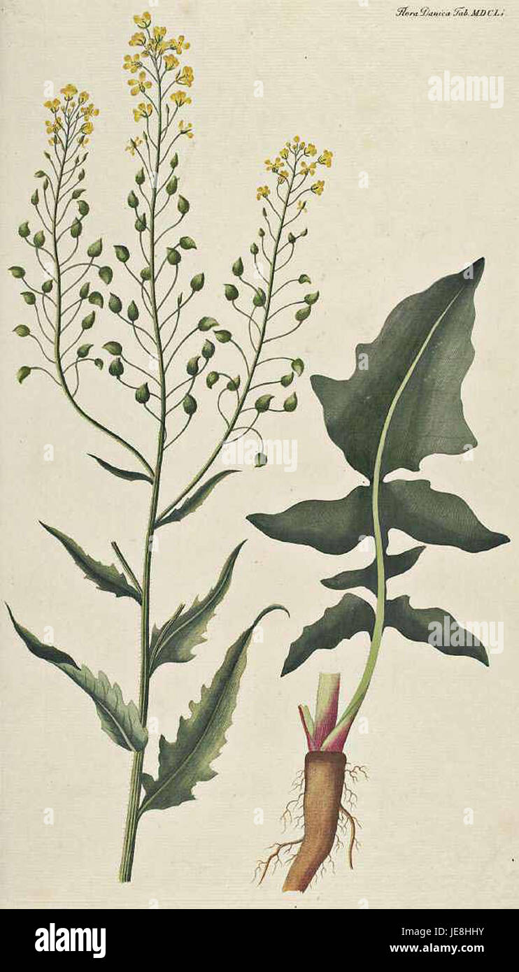 Bunias orientalis, allgemein bekannt als türkische Rakete, ist eine Pflanzenart, die in der Ausgabe von Flora Danica 1651 dokumentiert ist und deren botanische Eigenschaften und medizinische Verwendung in historischen Zusammenhängen hervorhebt. Stockfoto