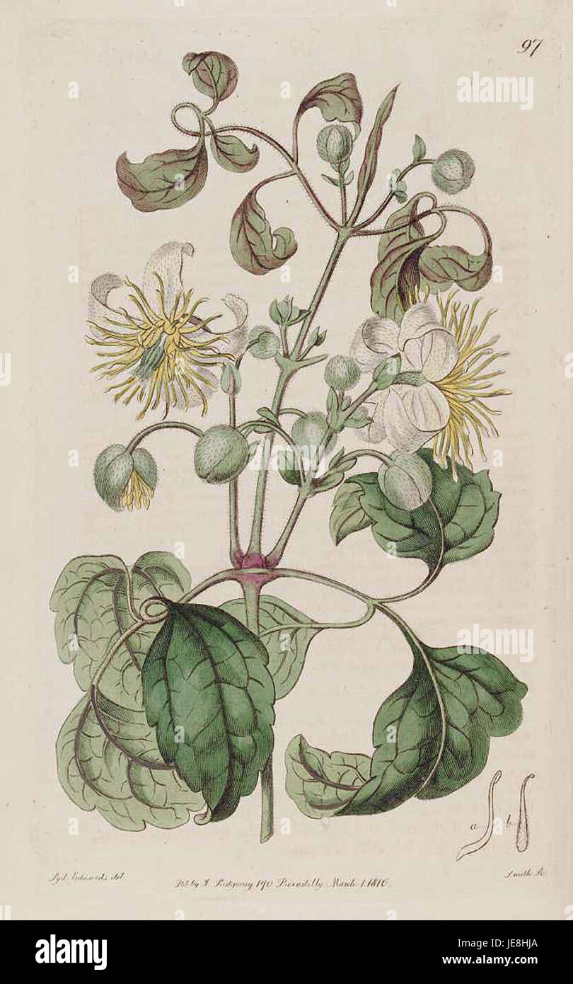 Foto von Clematis brachiata, auch bekannt als die kleinblättrige Clematis, zeigt seine charakteristischen weißen Blüten und die Struktur der Kletterrebe. Stockfoto