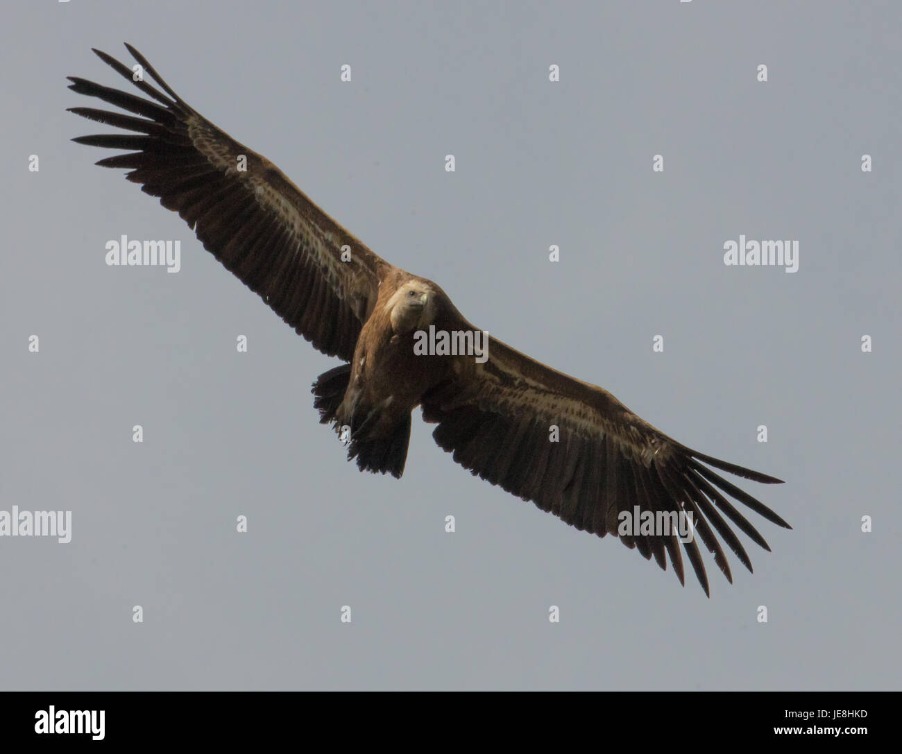 Griffon Vulture abgeschottet Fulvus über einen hohen Berg pass in den Picos de Europa in Nordspanien Stockfoto