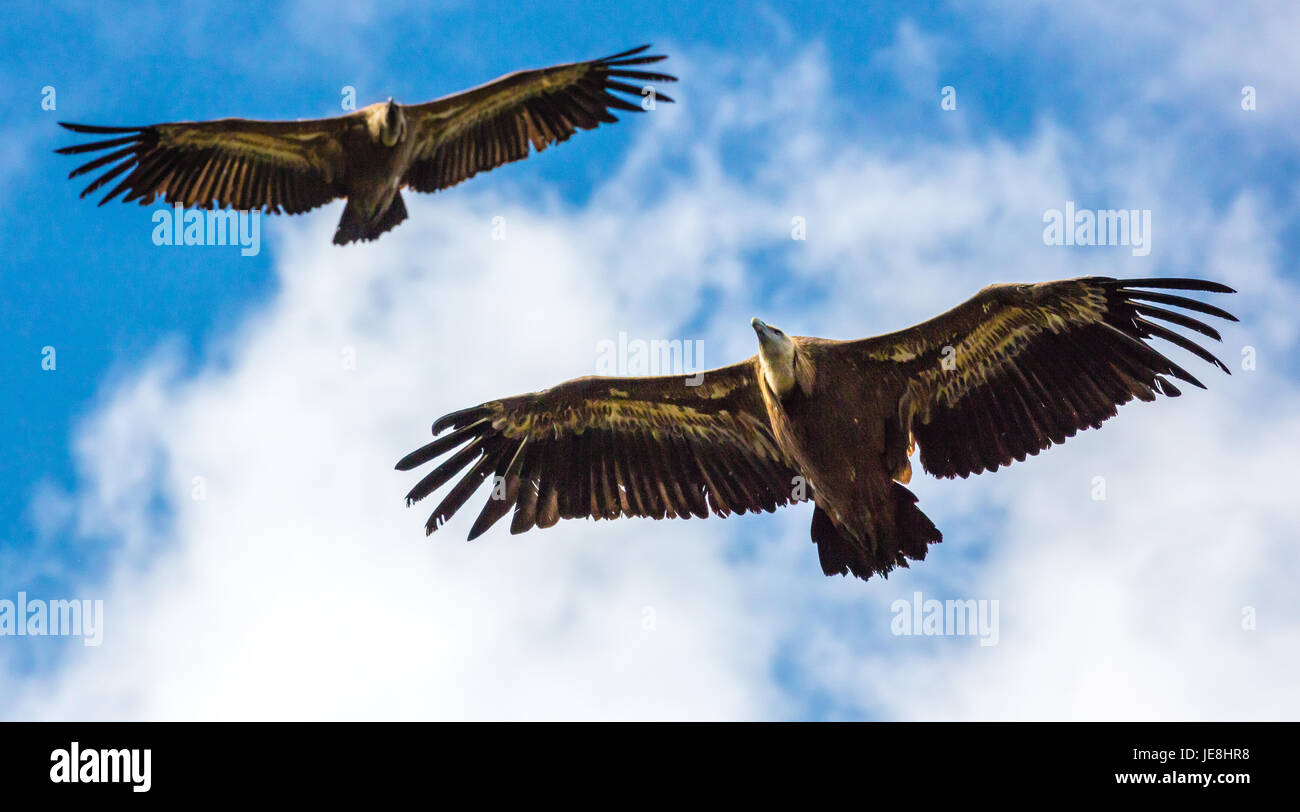Griffon Vulture abgeschottet Fulvus über einen hohen Berg pass in den Picos de Europa in Nordspanien Stockfoto