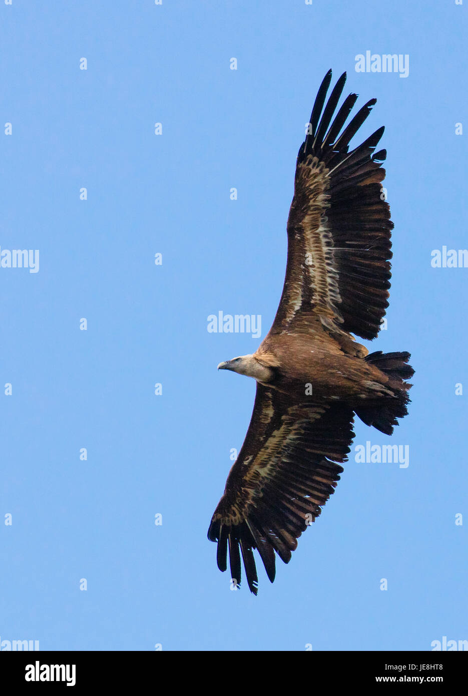 Griffon Vulture abgeschottet Fulvus über einen hohen Berg pass in den Picos de Europa in Nordspanien Stockfoto
