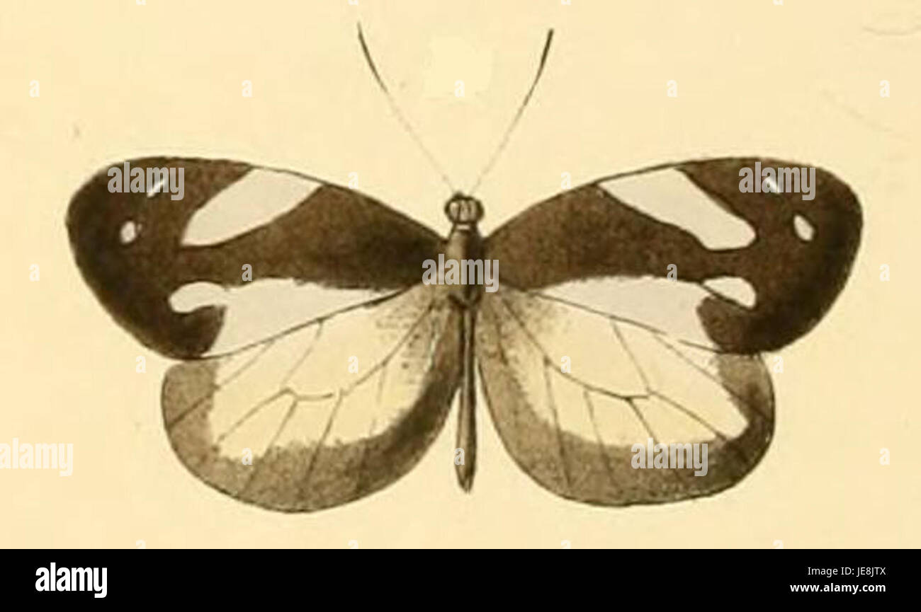 Dismorphia zathoe ist eine Schmetterlingsart, die in den tropischen Regionen Südamerikas vorkommt. Er ist bekannt für seine markanten weißen Flügel mit schwarzen Markierungen und einem leicht transparenten Erscheinungsbild. Diese Art gehört zur Familie der Pieridae und spielt als Bestäuber eine Rolle in den lokalen Ökosystemen. Stockfoto
