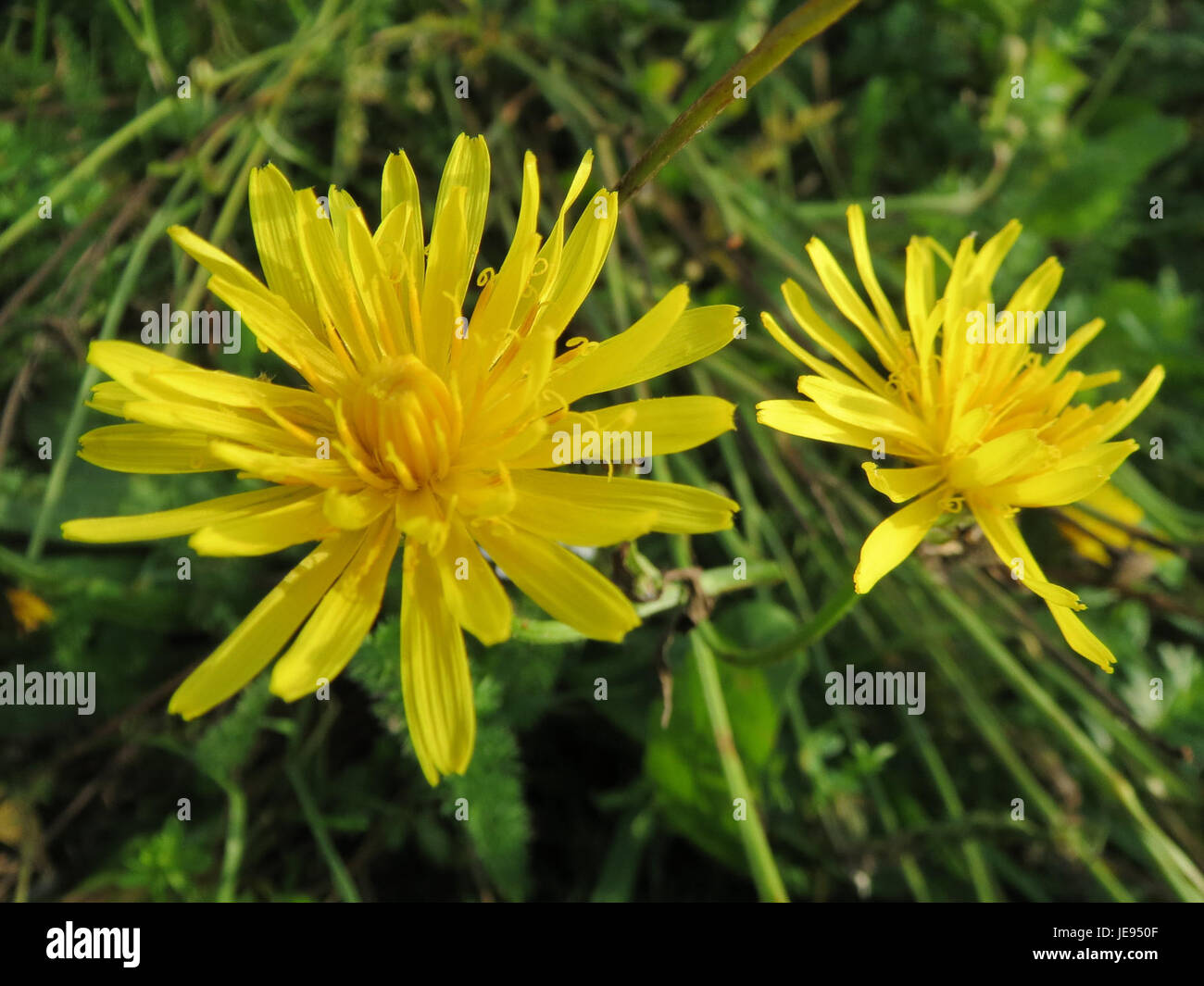 Crepis biennis, auch bekannt als rauer Karettbart, ist eine blühende Pflanze, die in Europa beheimatet ist. Das Foto vom 9. Oktober 2013 zeigt die charakteristischen gelben Blüten und zerklüfteten Blätter der Pflanze und spiegelt ihre botanischen Merkmale wider. Stockfoto