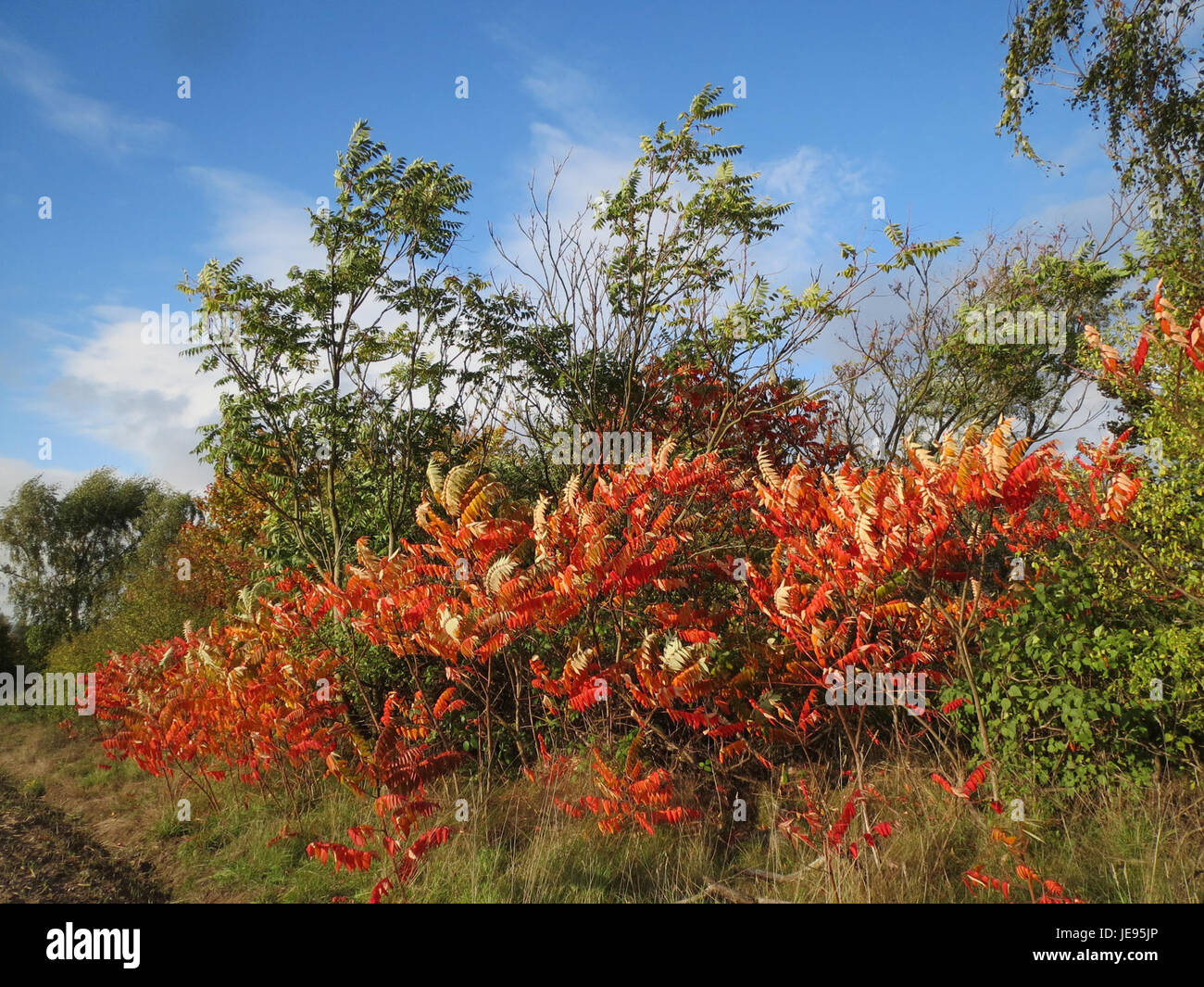 Rhus typhina, auch bekannt als Staghorn Sumac, ist ein Laubstrauch oder kleiner Baum. Dieses Bild zeigt die charakteristischen roten Fruchtblöcke und die federnden Blätter, die für die Art charakteristisch sind. Stockfoto Rhus typhina, auch bekannt als Staghorn Sumac, ist ein Laubstrauch oder kleiner Baum. Dieses Bild zeigt die charakteristischen roten Fruchtblöcke und die federnden Blätter, die für die Art charakteristisch sind. Stockfoto