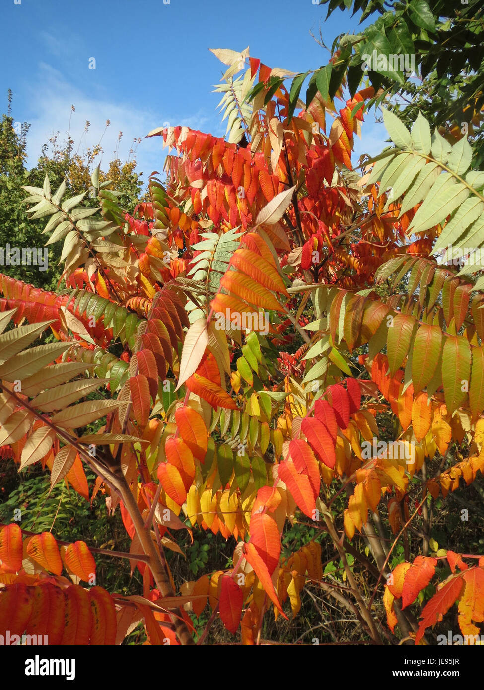 Das Bild „20131017Rhus typhina“ zeigt wahrscheinlich eine Fotografie der Pflanze Rhus typhina, allgemein bekannt als Staghorn sumac. Er ist bekannt für seine markanten roten Obstgruppen und sein markantes Herbstlaub. Stockfoto Das Bild „20131017Rhus typhina“ zeigt wahrscheinlich eine Fotografie der Pflanze Rhus typhina, allgemein bekannt als Staghorn sumac. Er ist bekannt für seine markanten roten Obstgruppen und sein markantes Herbstlaub. Stockfoto
