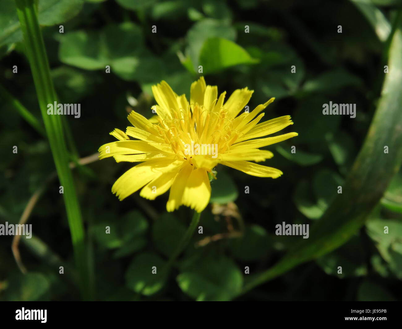 Crepis biennis, gemeinhin als rauer Karettbart bezeichnet, ist auf diesem Foto vom 19. Oktober 2013 zu sehen. Es ist eine gemeinsame Wildblume mit gelben Blüten, die in gestörten Böden und grasbewachsenen Gebieten zu finden ist. Stockfoto