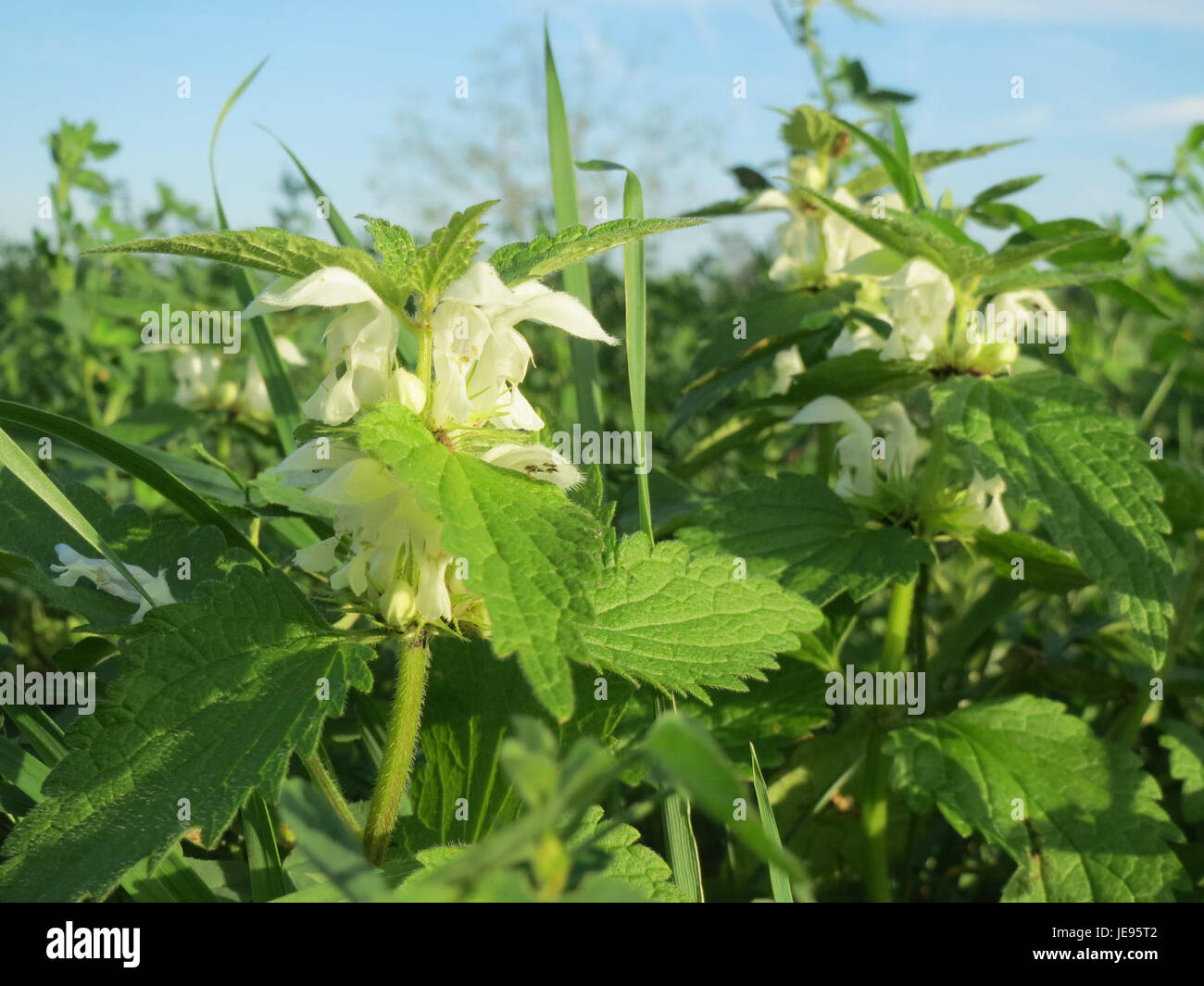 Lamium Album, auch bekannt als White Deadnettle, ist eine mehrjährige Pflanze, die in Europa und Teilen Asiens beheimatet ist. Sie hat weiße Blüten und ist in Wäldern und Wiesen zu finden. Stockfoto