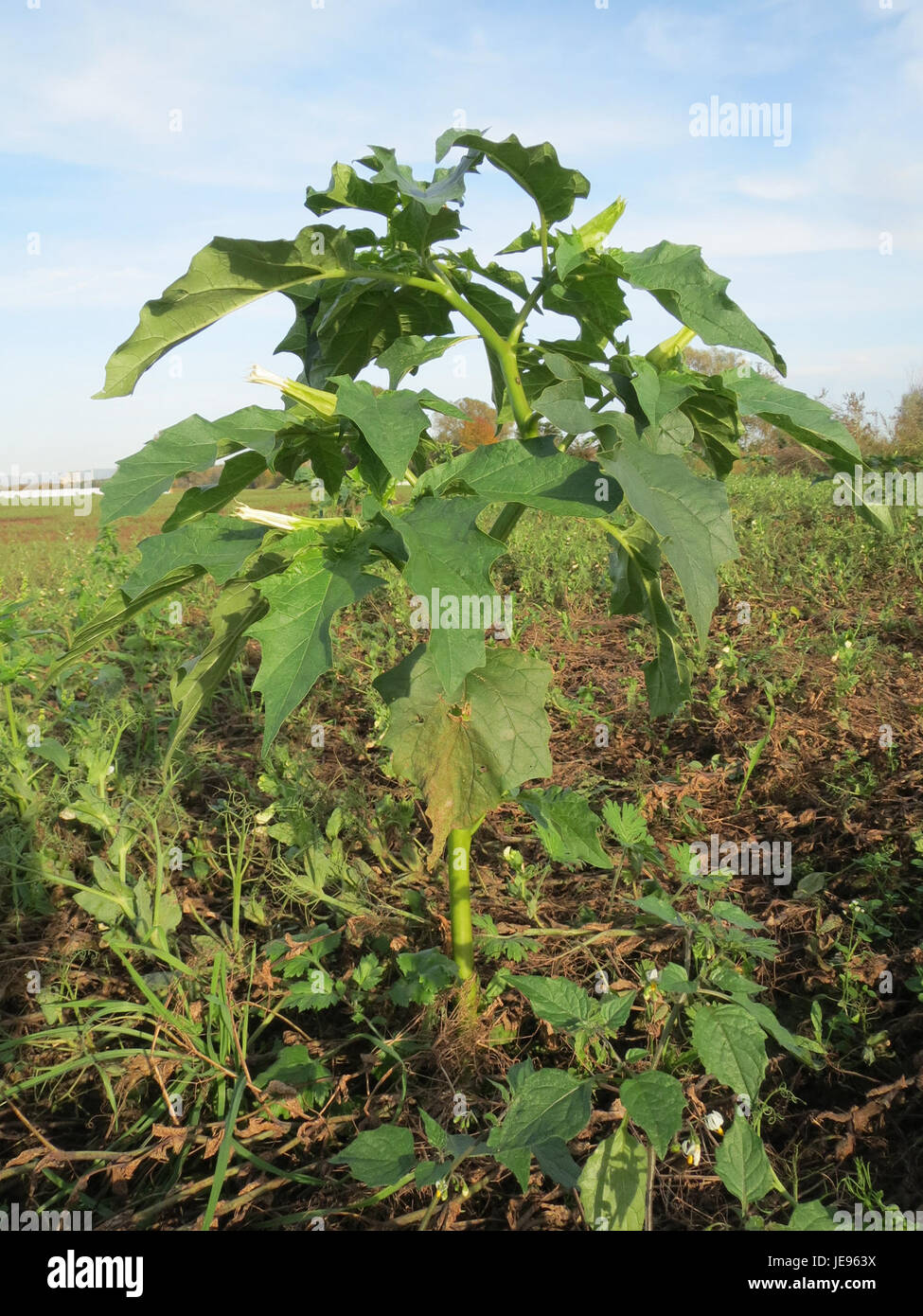 Stechapfel oder Jimsonweed ist eine hochtoxische Pflanzenart aus der Familie der Solanaceae, bekannt für ihre halluzinogenen Eigenschaften, die oft in gestörten Böden vorkommt und aufgrund ihrer giftigen Alkaloide als gefährliche Pflanze gilt. Stockfoto