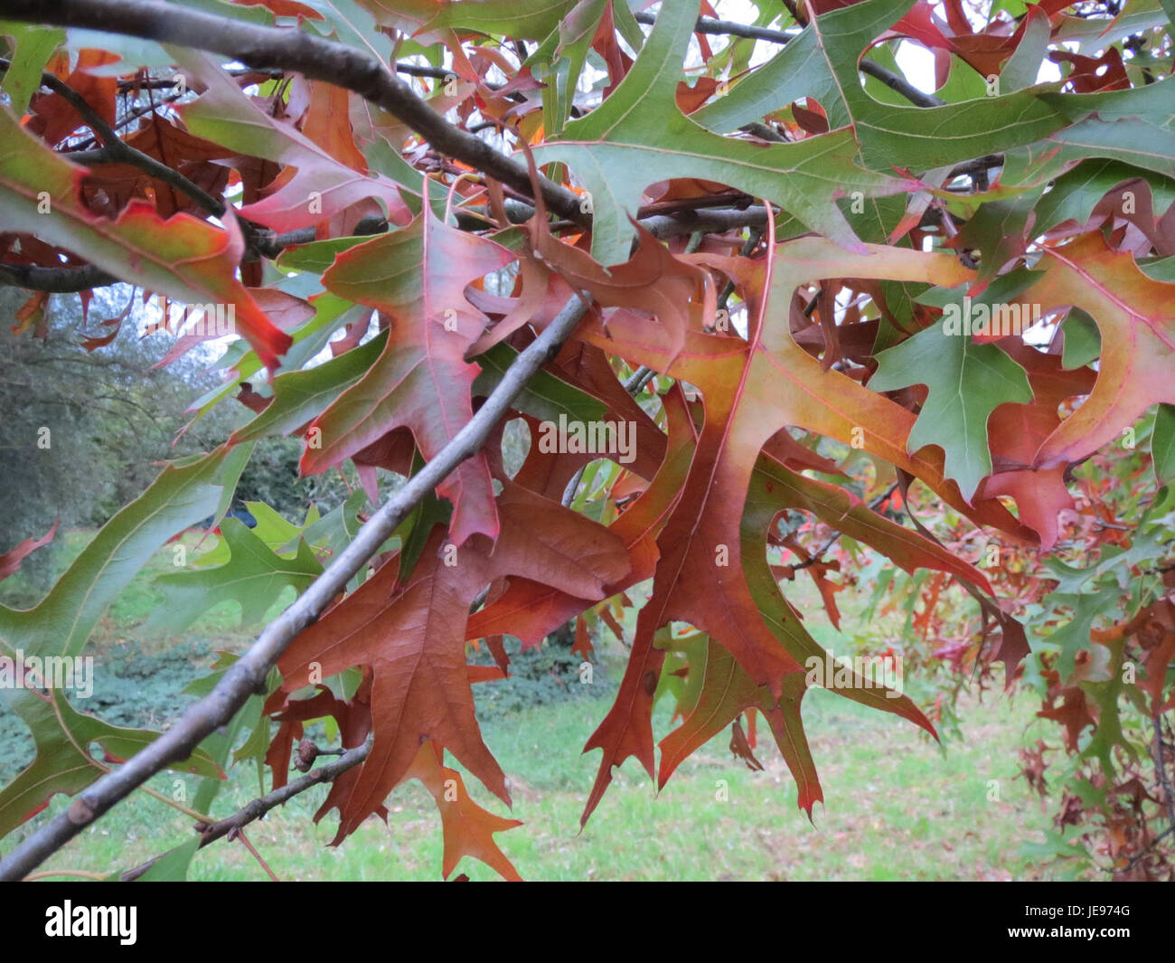 Eine detaillierte Untersuchung der Quercus coccinea, allgemein bekannt als Scarlet Oak, wurde am 2. November 2013 aufgenommen. Das Bild konzentriert sich auf die Blattstruktur und die Eigenschaften dieser einheimischen Baumart. Stockfoto