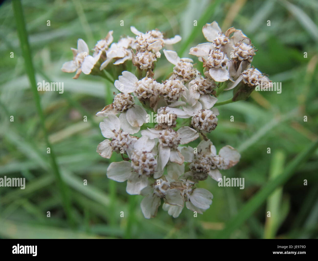 Dieses Foto zeigt Sumpf-Schafgarbe, auch bekannt als gewöhnliche Schafgarbe (Achillea millefolium), wächst in einem Feuchtgebiet. Die Pflanze ist bekannt für ihre medizinischen Eigenschaften und ihre charakteristischen weißen Blüten. Stockfoto
