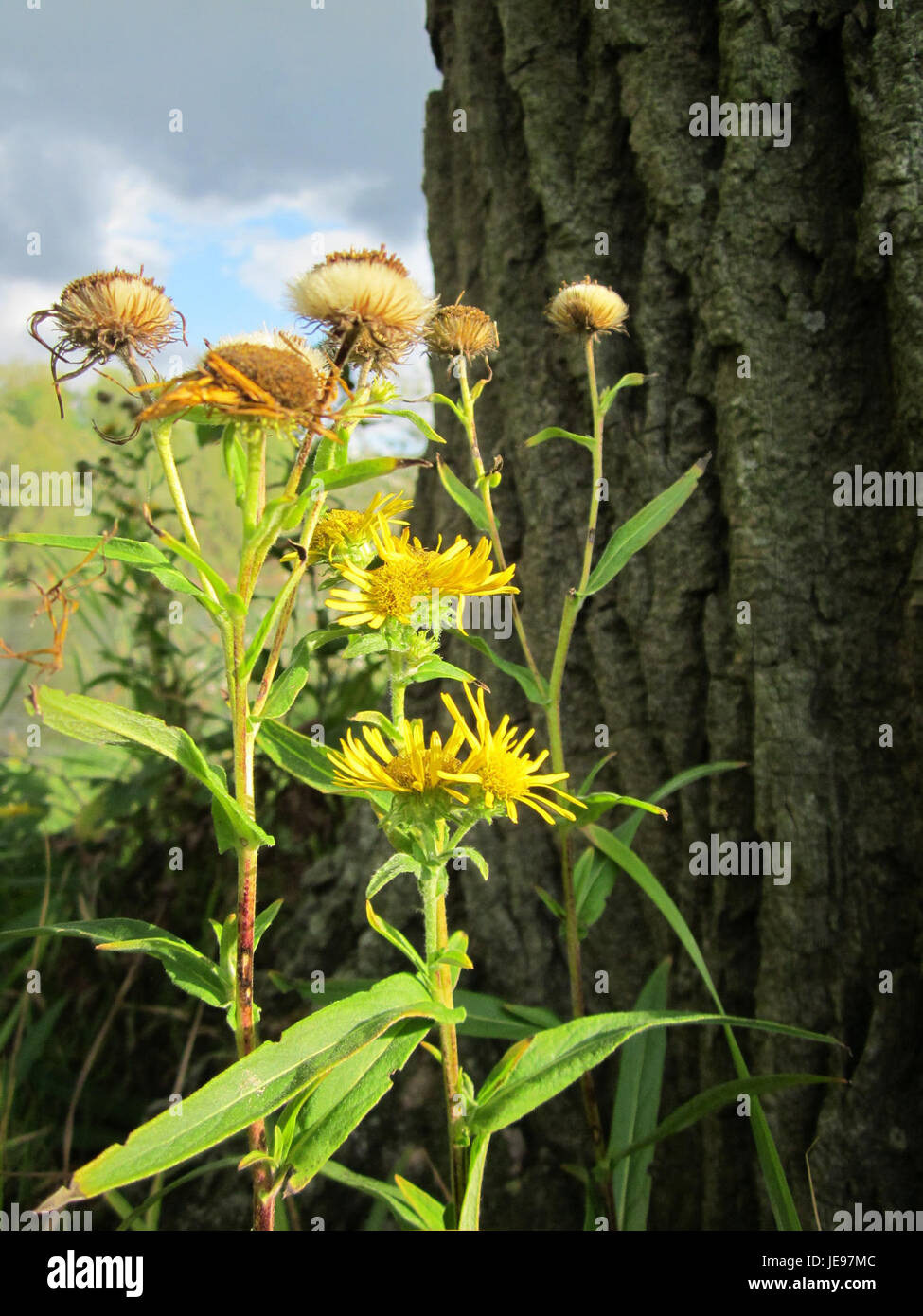 Dieses Foto, aufgenommen am 3. Oktober 2012, zeigt Alant (Inula helenium), der im Hockenheimer Rheinbogen wächst, einer Region in Deutschland, die für ihre reiche Flora bekannt ist. Die Pflanze, allgemein bekannt als Elekampan, wird für ihre medizinischen Anwendungen geschätzt, insbesondere in der Atemwegsgesundheit. Alant lebt in feuchten, fruchtbaren Böden und findet sich häufig in Wiesen und Flussufern. Stockfoto