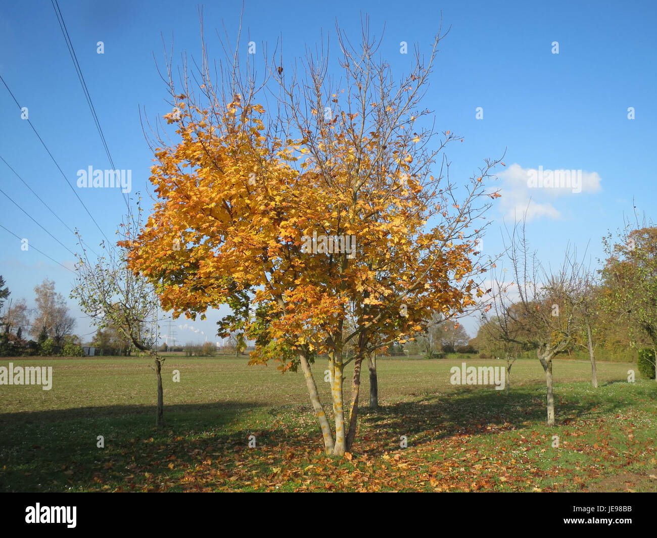 Foto von Acer platanoides, allgemein bekannt als norwegischer Ahorn, aufgenommen am 15. November 2013, wobei seine Blätter und Rinde hervorgehoben werden. Stockfoto