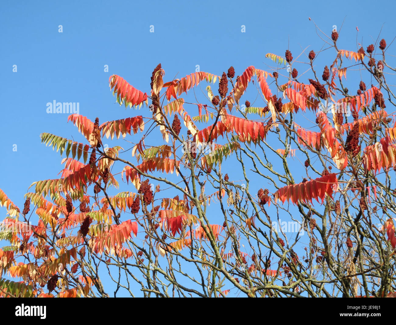 Dieses Bild zeigt Rhus typhina, allgemein bekannt als Staghorn Sumac. Er ist ein Laubstrauch oder kleiner Baum, der für seine roten Fruchtgruppen und seine Rolle in lokalen Ökosystemen bekannt ist. Sie ist in Nordamerika beheimatet und wird aufgrund ihrer Härte und Anpassungsfähigkeit häufig für Landschaftsgestaltung und Erosionsschutz verwendet. Stockfoto Dieses Bild zeigt Rhus typhina, allgemein bekannt als Staghorn Sumac. Er ist ein Laubstrauch oder kleiner Baum, der für seine roten Fruchtgruppen und seine Rolle in lokalen Ökosystemen bekannt ist. Sie ist in Nordamerika beheimatet und wird aufgrund ihrer Härte und Anpassungsfähigkeit häufig für Landschaftsgestaltung und Erosionsschutz verwendet. Stockfoto