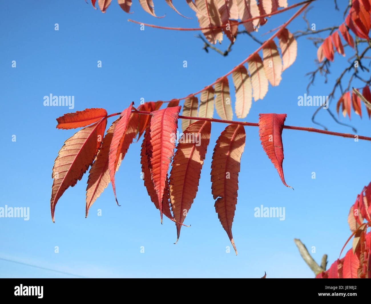 Rhus typhina, auch bekannt als Staghorn Sumac, ist ein in Nordamerika heimischer Laubstrauch. Sie ist bekannt für ihre roten, samtigen Fruchtgruppen und das lebhafte Herbstlaub, was sie zu einer beliebten Zierpflanze in Gärten und Landschaften macht. Stockfoto Rhus typhina, auch bekannt als Staghorn Sumac, ist ein in Nordamerika heimischer Laubstrauch. Sie ist bekannt für ihre roten, samtigen Fruchtgruppen und das lebhafte Herbstlaub, was sie zu einer beliebten Zierpflanze in Gärten und Landschaften macht. Stockfoto