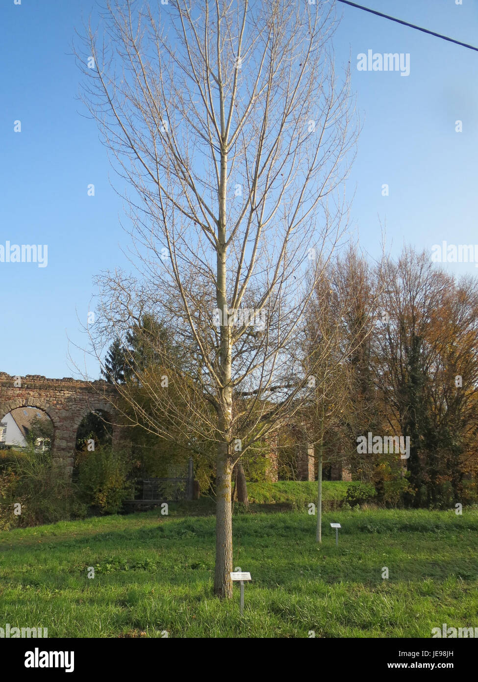 Dieses botanische Bild zeigt Populus nigra, allgemein bekannt als die schwarze Pappel, und konzentriert sich auf seine charakteristischen Merkmale wie die Blätter, die Rinde und die gesamte Baumstruktur. Stockfoto