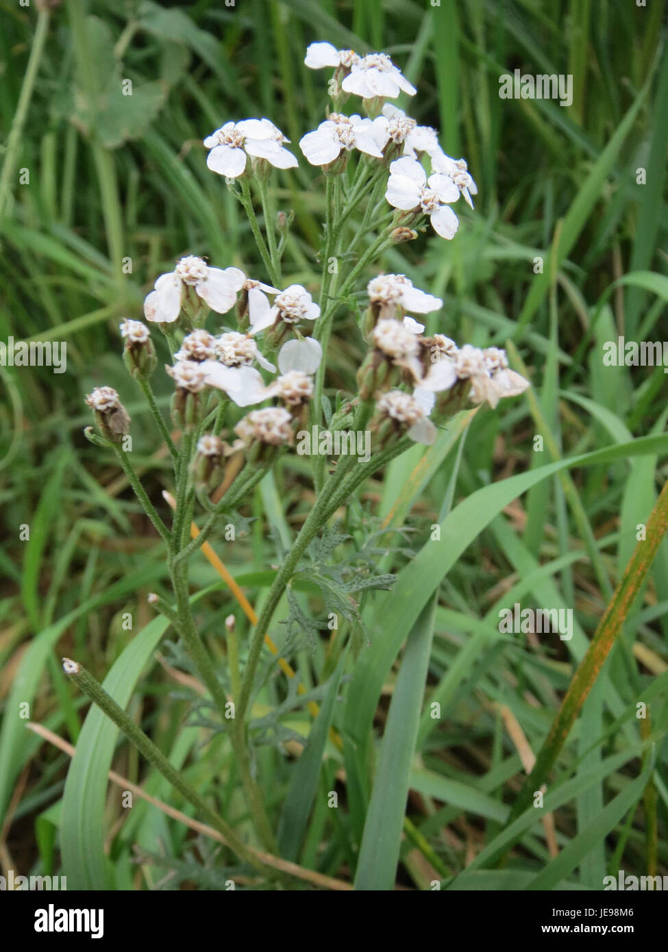 Sumpf-Schafgarbe (Achillea millefolium) ist eine blühende Pflanze, die in Europa und Asien beheimatet ist. Die in Reilingen fotografierte Pflanze wird in der traditionellen Medizin verwendet und ist für ihre medizinischen Eigenschaften bekannt. Stockfoto