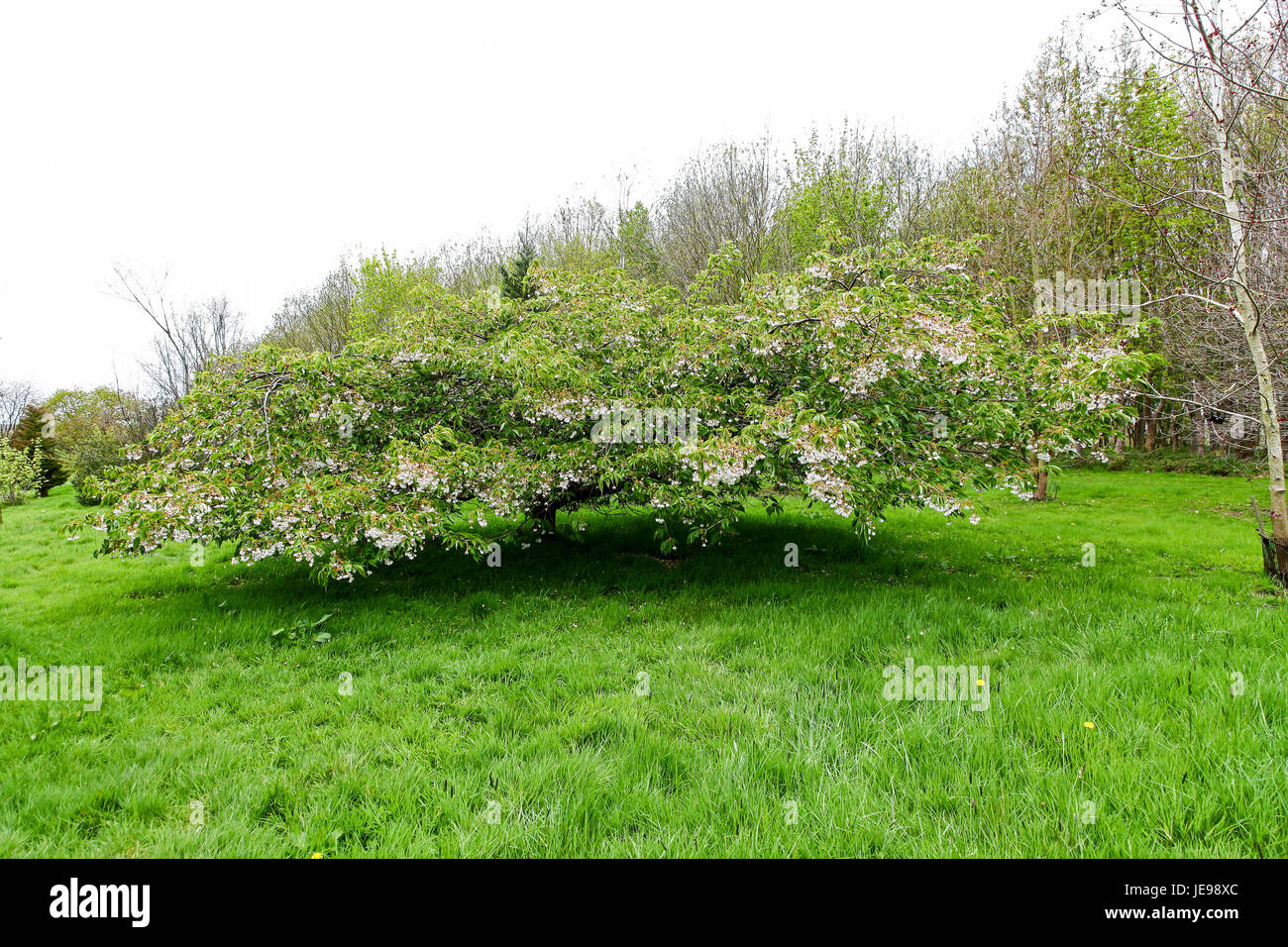 Eine blühende Kirschbäume-Baum (Prunus Taihaku) an der Quinta Arboretum Swettenham Cheshire England UK Stockfoto