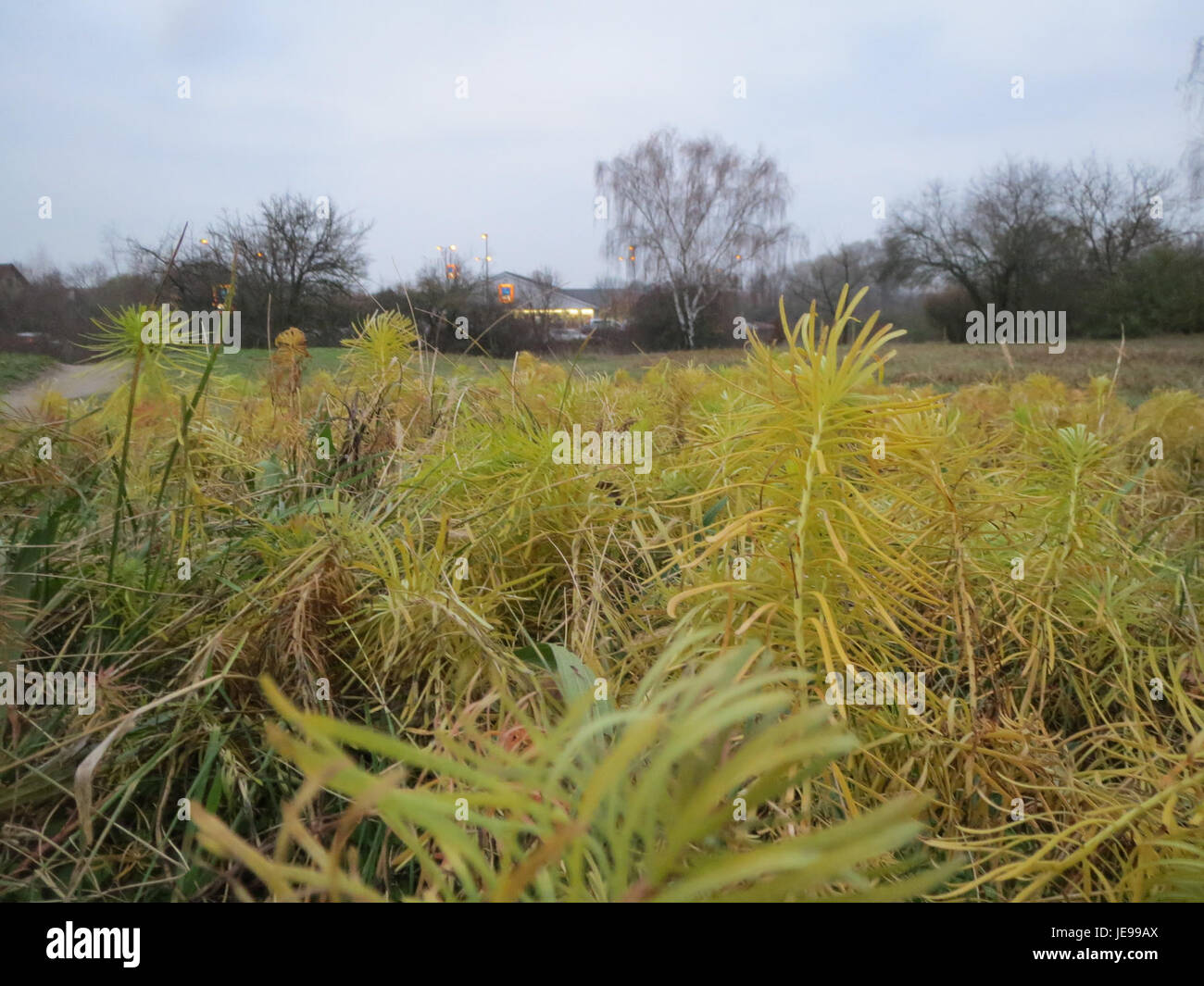 Wolfsmilch (Euphorbia) beobachtet in Hockenheim am 4. Dezember 2013. Diese Pflanzenart, bekannt für ihren milchsaft, gehört zur Familie der Euphorbiaceae. Die Pflanze gedeiht in trockenen, gut durchlässigen Böden und kommt in verschiedenen Regionen Europas vor. Sie wird häufig in Gärten wegen ihrer dekorativen Eigenschaften und ihrer Trockenheit verwendet. Stockfoto