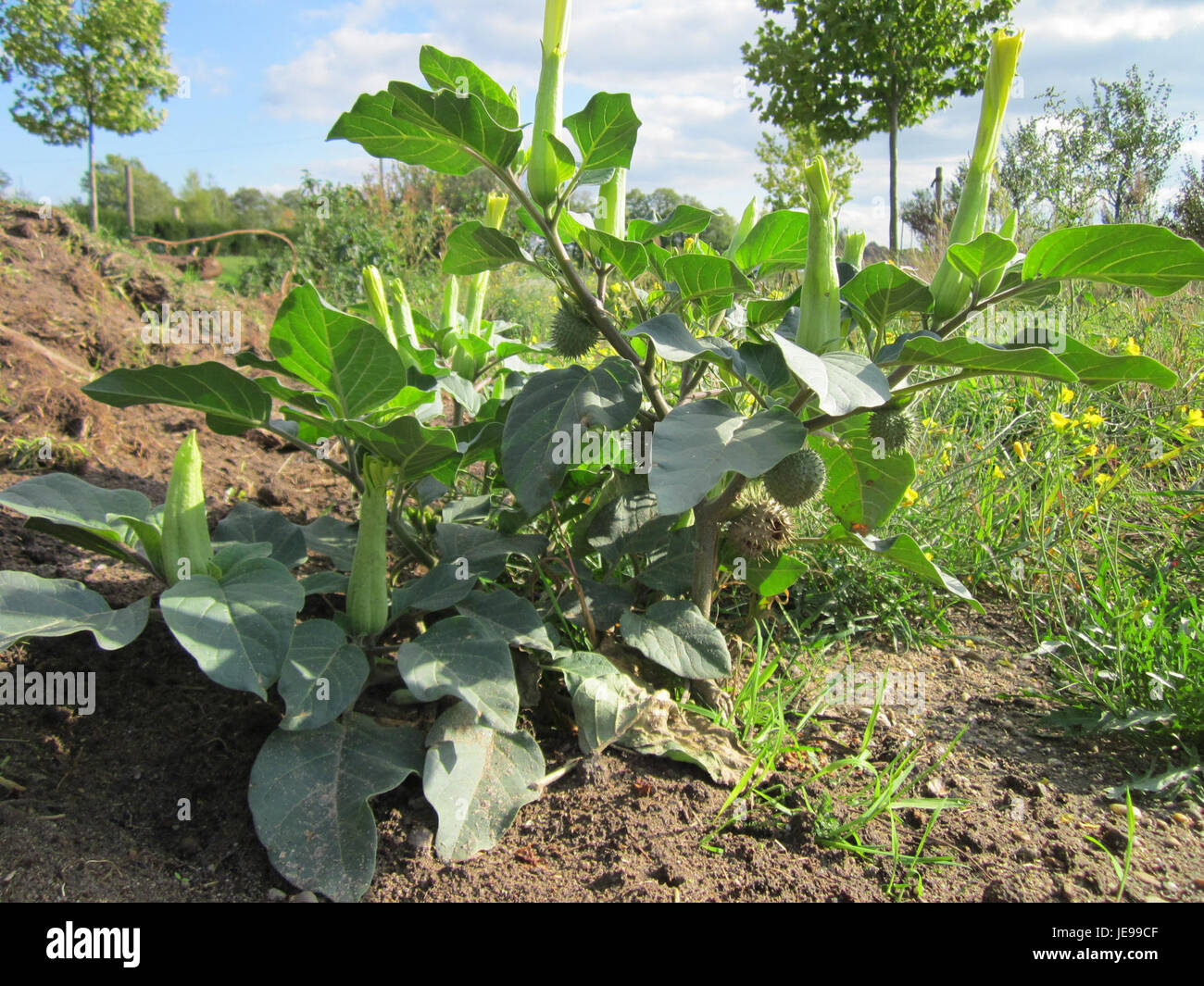 Dieses Bild zeigt ein Stechapfel oder Jimson Weed, das in Reilingen gefunden wurde. Diese Pflanze ist bekannt für ihre toxischen Eigenschaften und zeichnet sich durch ihre großen, stacheligen Samenkapseln und weißen oder violetten trompetenförmigen Blüten aus. Stockfoto
