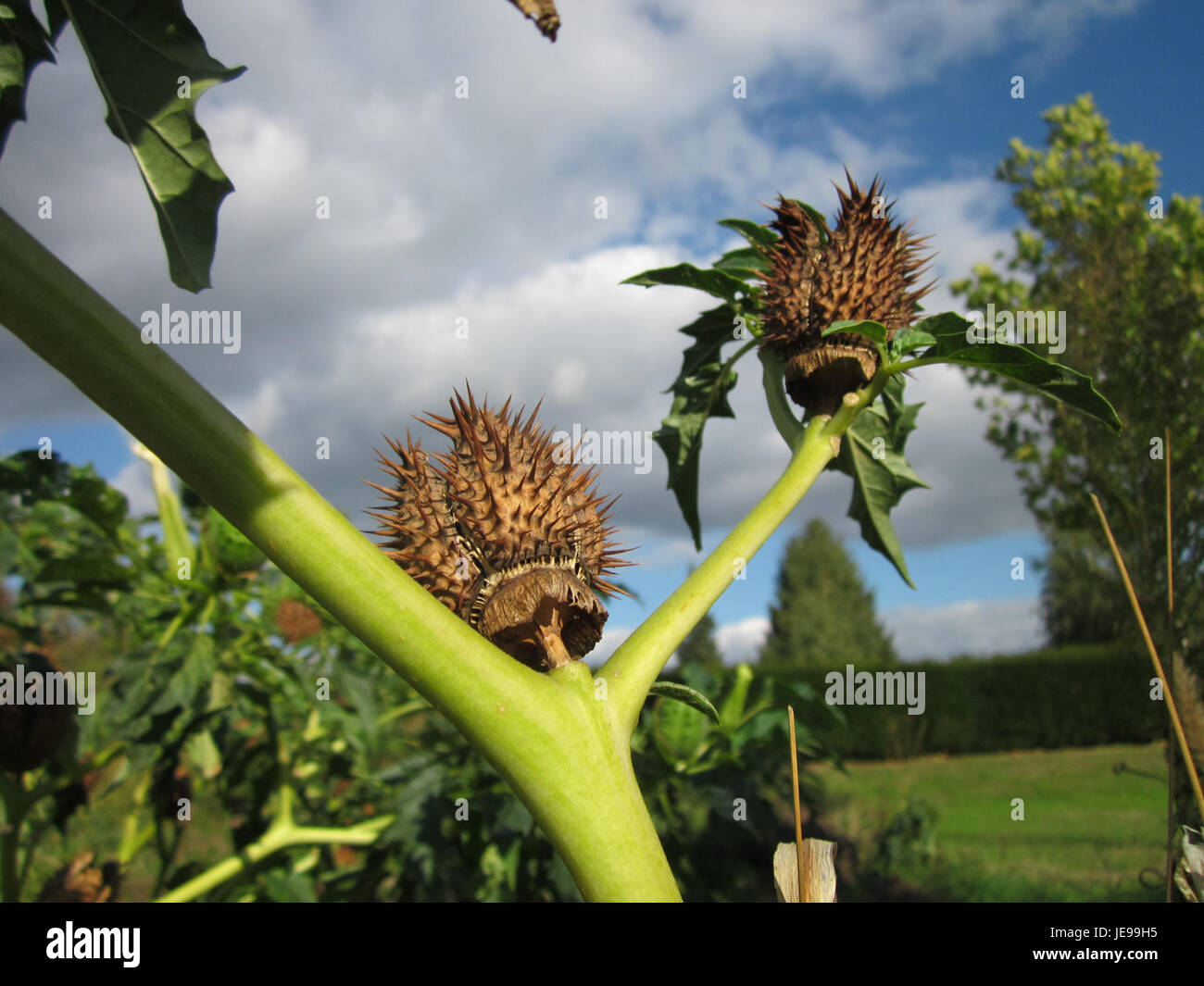 Das Bild zeigt Stechapfel (Datura stramonium), eine Pflanze, die für ihre spitzen Früchte und toxischen Eigenschaften bekannt ist. Er kommt häufig in gestörten Böden vor und ist für seine gefährliche Natur bekannt. Stockfoto
