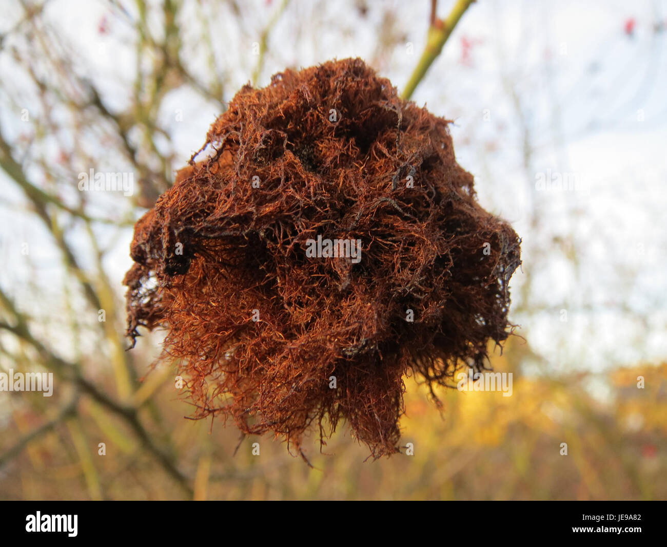 Das Kunstwerk „20140108Rose Hockenheim“ fängt einen historischen Moment in Hockenheim ein, einer Stadt in Deutschland, die für ihre Rennstrecke bekannt ist. Dieses Stück beleuchtet eine lokale Szene mit komplexen Details und konzentriert sich auf die Beziehung zwischen der Community und der Rennkultur in der Region. Stockfoto