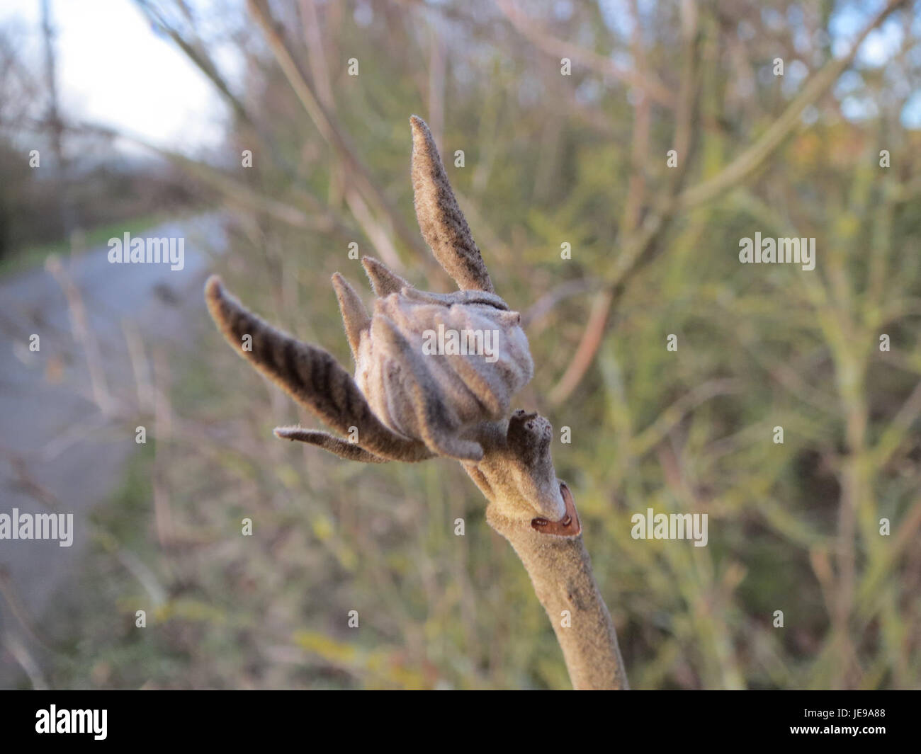 Das Bild zeigt einen Schneeball, eine Art Schneeballdessert, der am 8. Januar 2014 in Hockenheim aufgenommen wurde und dessen charakteristische runde Form und Pulverzuckerung zeigt. Stockfoto