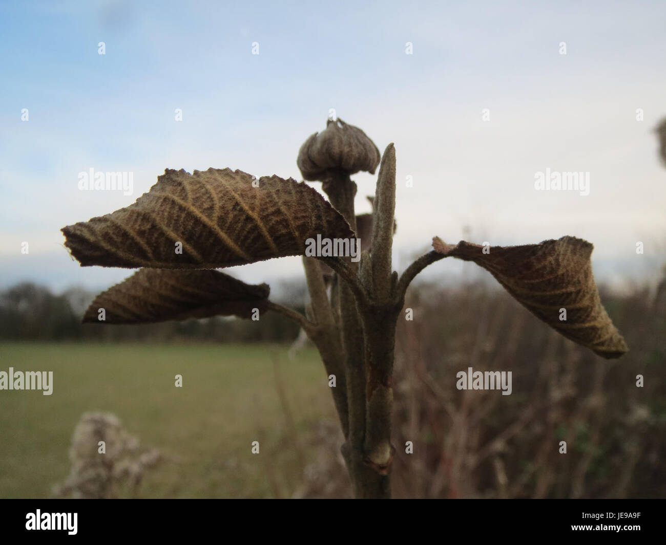Eine Fotografie der Schneeballpflanze, aufgenommen am 9. Januar 2014 in Hockenheim. Das Bild zeigt die charakteristischen weißen, kugelförmigen Blüten und das dunkelgrüne Laub der Pflanze. Stockfoto
