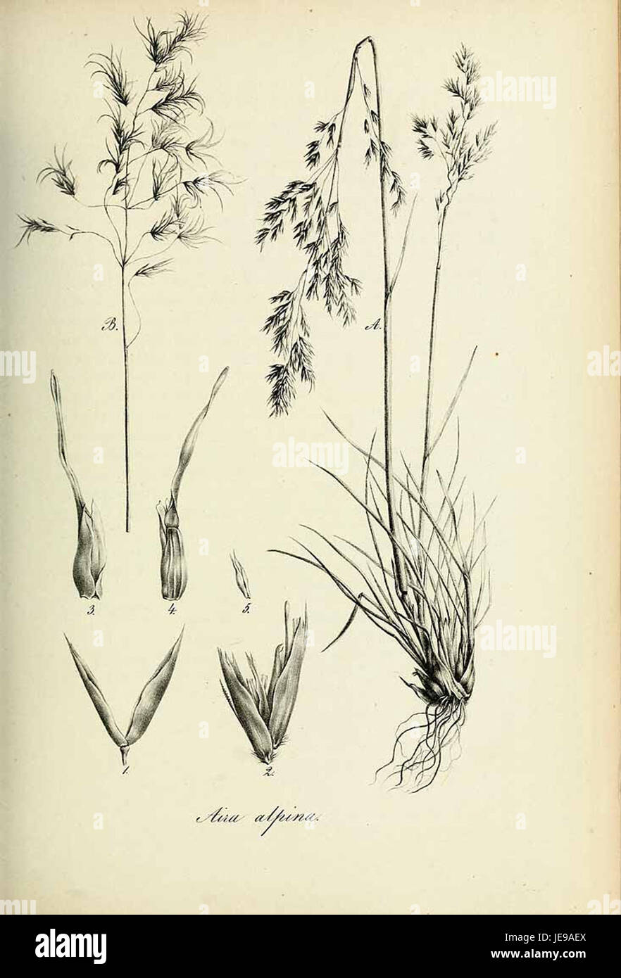 „Aira alpina“ bezieht sich auf eine Grasart der Gattung Aira, die in Band 3 der „Species graminum“, einem Werk, in dem die Grasarten detailliert beschrieben werden, aufgeführt ist. Stockfoto