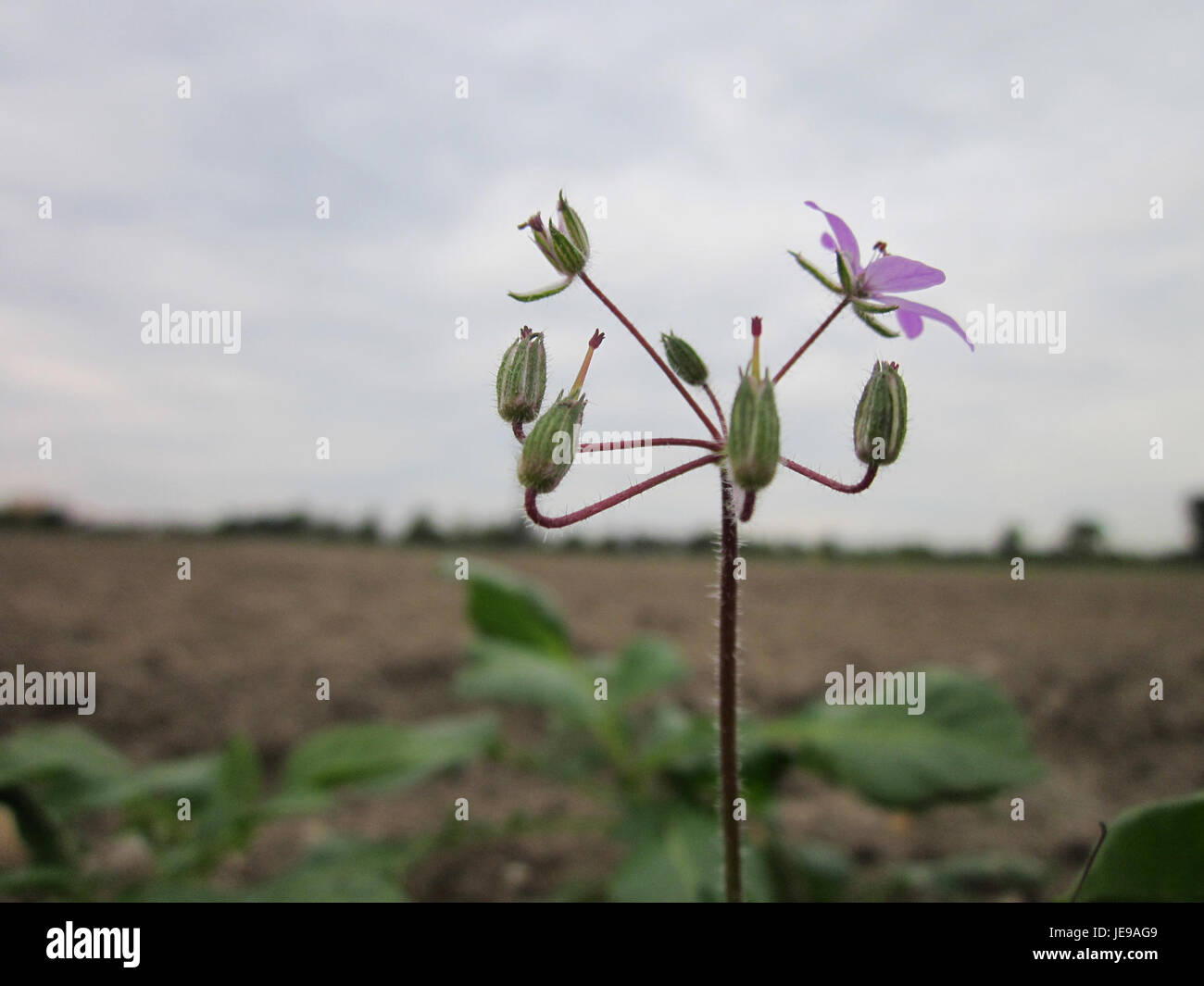 Reiherschnabel, oder Heron's Bill, ist ein gebräuchlicher Name für Pflanzen der Gattung Erodium. Diese Art, die in Altlussheim vorkommt, zeigt markante rosa bis violette Blüten und ist oft auf trockenen, sandigen Böden zu sehen. Stockfoto