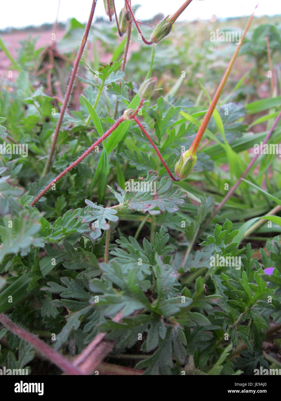 „Reiherschnabel Altlussheim5“ ist eine botanische Untersuchung einer Pflanzenart, die als „Reiherschnabel“ bezeichnet wird, aus Altlussheim. Die Pflanze ist wahrscheinlich eine Art aus der Familie der Geraniaceae, allgemein bekannt als „Reiherkabel“. Stockfoto