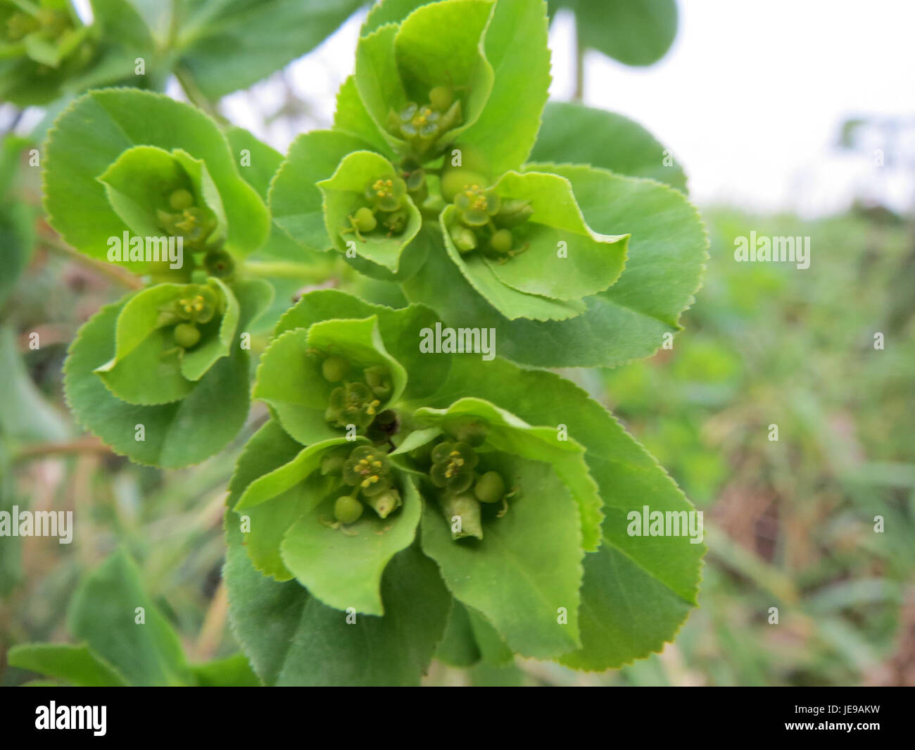 Ein Foto vom 19. Januar 2014, das die in der Wildnis von Reilingen verbreitete Pflanze Wolfsmilch (Euphorbia) zeigt. Diese Art ist bekannt für ihre toxischen Eigenschaften und ihr unverwechselbares Aussehen. Stockfoto