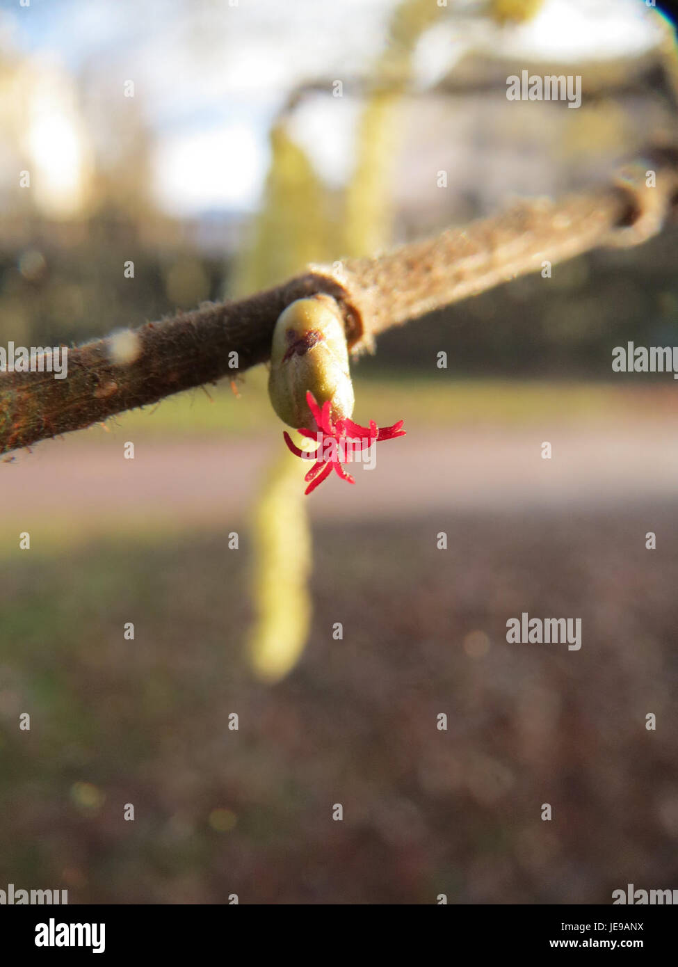 Dieses Foto vom 24. Januar 2014 zeigt die Haselnusspflanze (Corylus avellana) und zeigt die männlichen Katzinen und weiblichen Blüten, die im frühen Frühjahr entstehen. Stockfoto