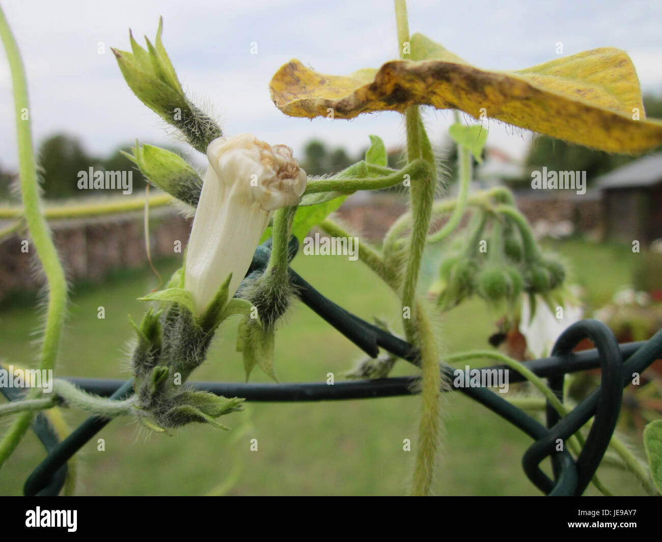 Eine Fotografie, aufgenommen am 8. Oktober 2012, von Prunkwinde, einem historischen architektonischen Element, das in Altlussheim gefunden wurde. Das Bild zeigt seine kunstvollen Merkmale und sein Design. Stockfoto