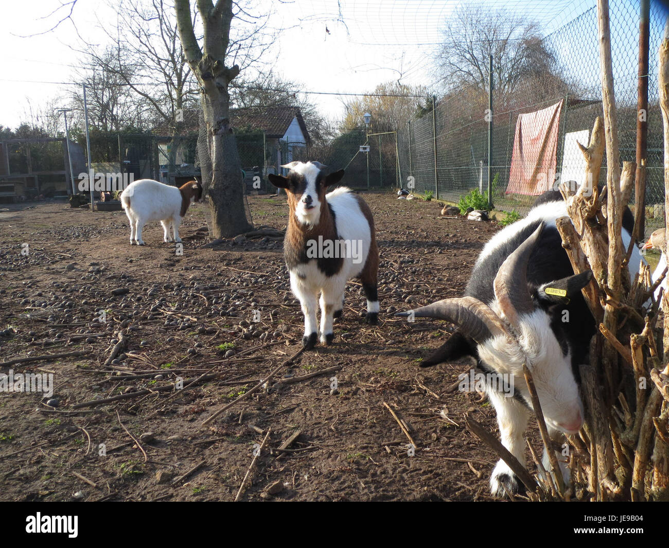 Eine Momentaufnahme des Kleintierzuchtvereins Hockenheim, der sich der Züchtung und Pflege von Kleintieren wie Kaninchen, Geflügel und Meerschweinchen widmet. Die Organisation fördert den Tierschutz und die Zuchtmethoden. Stockfoto