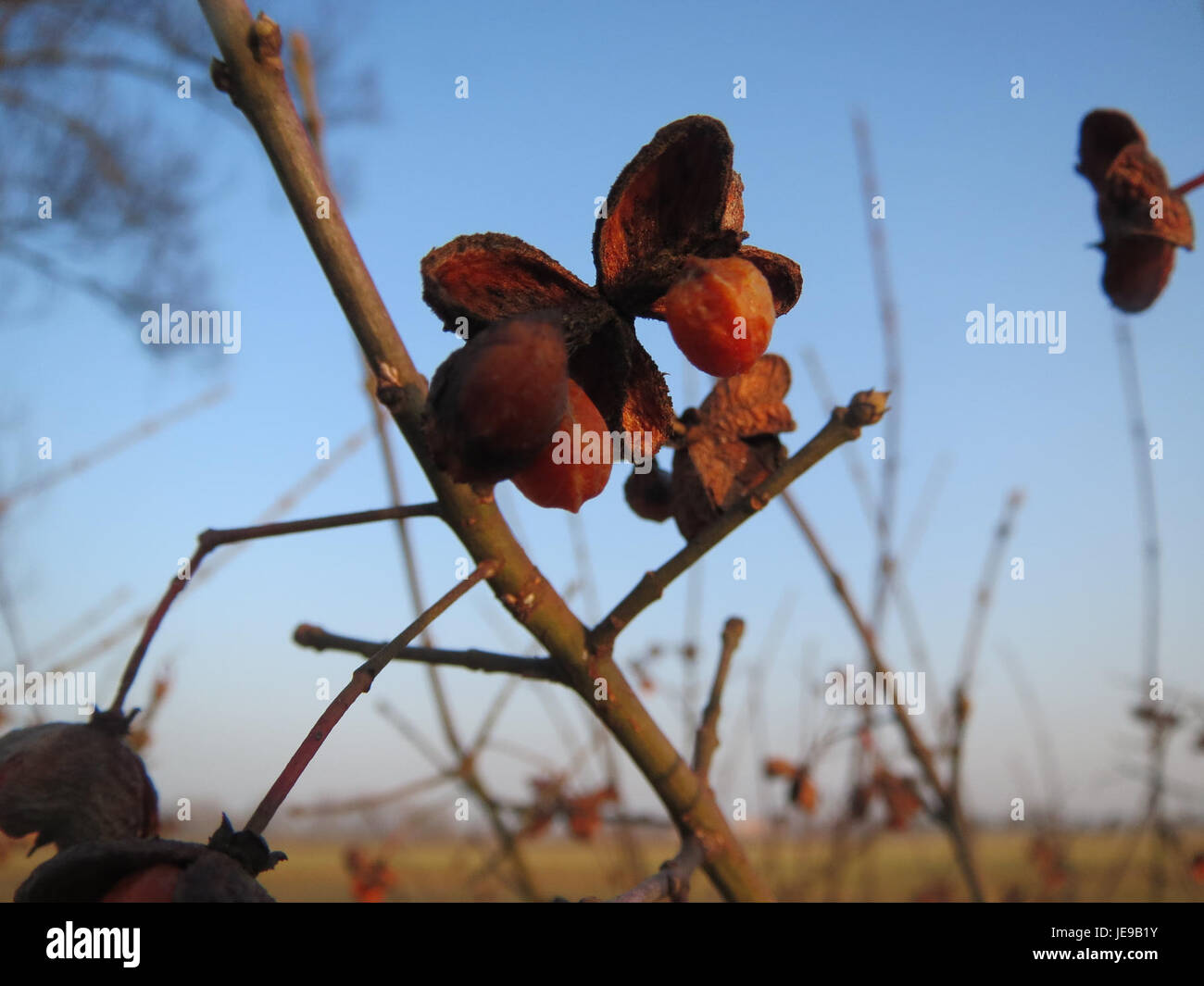 Das Bild zeigt eine Art der Pflanze Pfaffenhuetchen, die am 31. Januar 2014 identifiziert wurde. Diese Pflanze ist für ihre medizinischen Eigenschaften und ihre Rolle in der europäischen Flora bekannt. Stockfoto