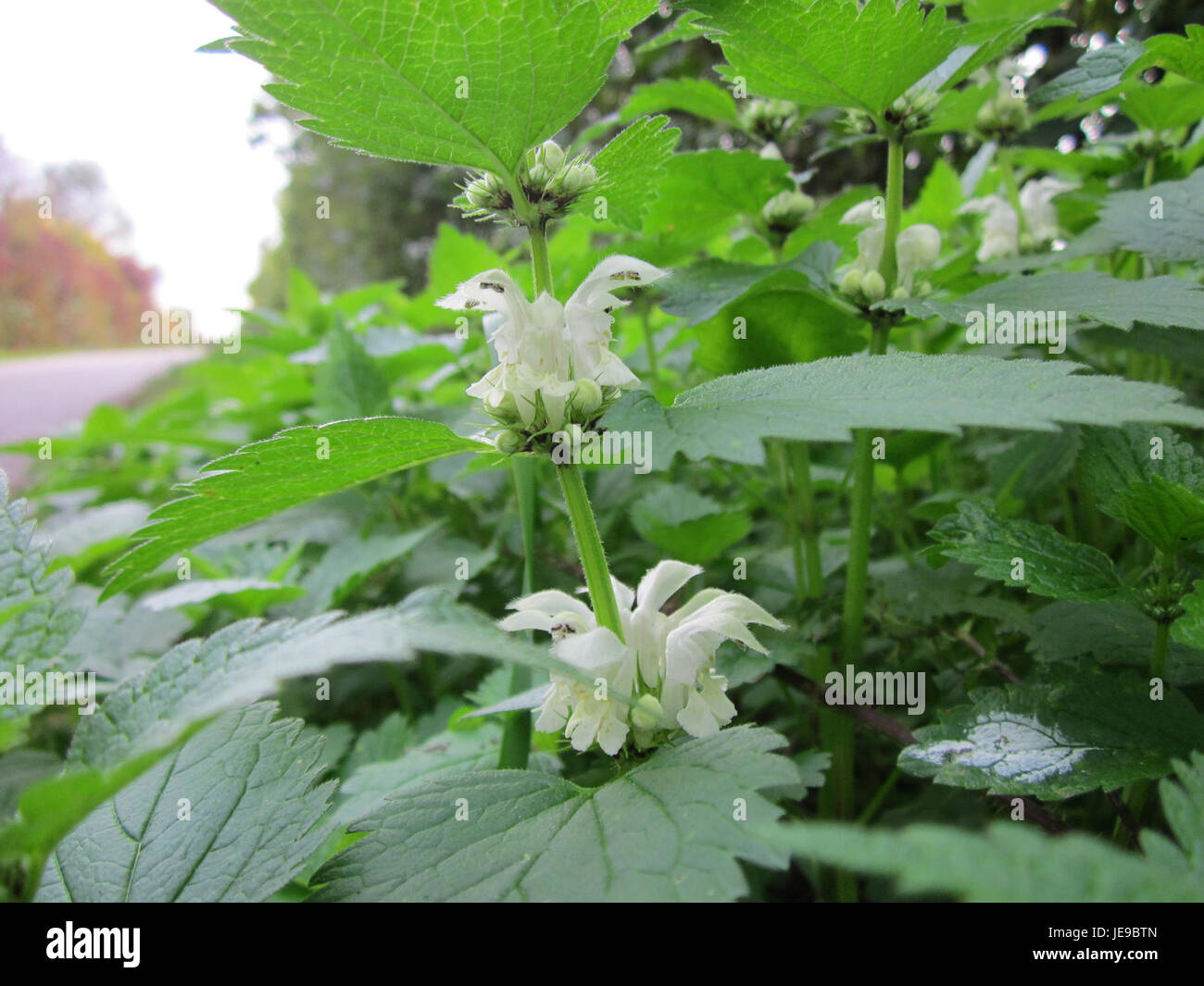 Taubnessel, auch Dead Nettle genannt, ist ein mehrjähriges Kraut, das in Europa und Teilen Asiens beheimatet ist. Bekannt für seine stechenden Haare, wird er oft mit Brennesseln verwechselt, ist aber ungiftig. Er wächst in gemäßigten Klimazonen und wird für seine ökologische Rolle als Lebensraum für Bestäuber und Wildtiere geschätzt. Stockfoto