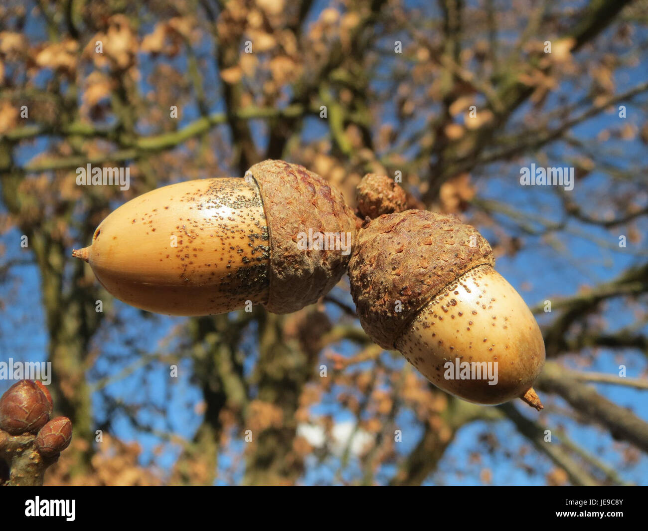 Dieses Bild zeigt eine große Eiche in Reilingen, Deutschland. Eichen sind bekannt für ihre robuste Struktur und Langlebigkeit, die in verschiedenen Kulturen oft als Symbole für Stärke und Widerstandsfähigkeit dienen. Stockfoto