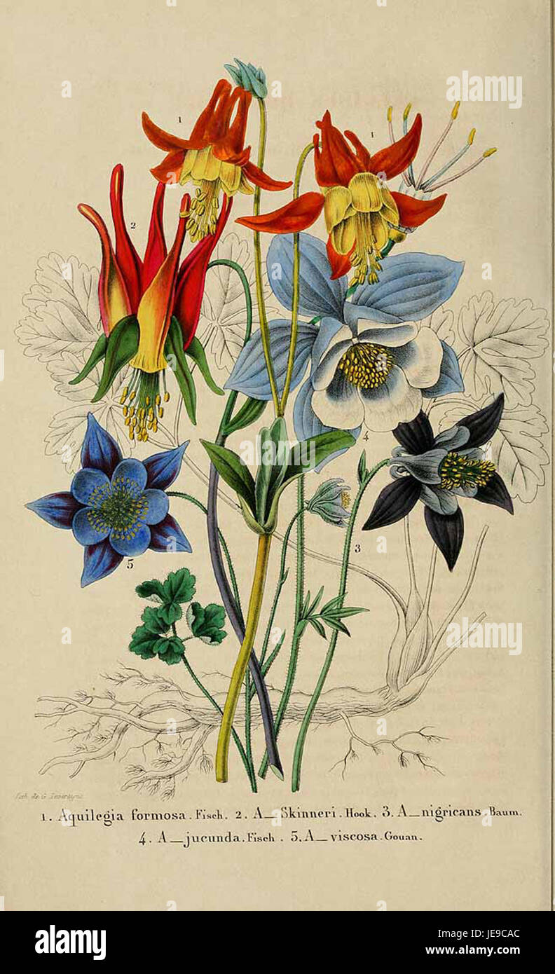 Aquilegia spp Bezieht sich auf verschiedene Arten innerhalb der Gattung Aquilegia, allgemein bekannt als Kolumbinen. Diese botanische Illustration aus dem belgischen Hortus zeigt mehrere Arten von Kolumbinen, die ihre charakteristischen Blütenformen und farbenfrohen Blüten zeigen. Stockfoto