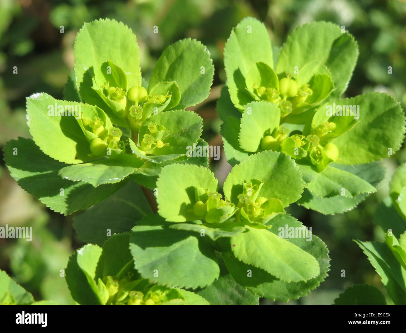 *Wolfsmilch* (Euphorbia), eine Gattung blühender Pflanzen, ist in Saarbrücken zu sehen. Diese Pflanzenart ist bekannt für ihren milchsaft und findet sich oft in trockenen, felsigen Gebieten, die wegen ihrer Ziereigenschaften geschätzt werden. Stockfoto